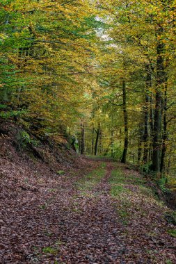 Huzurlu ve sakin bir orman manzarası. Huzurlu bir patika boyunca canlı bir sonbahar yeşilliği sergiler.