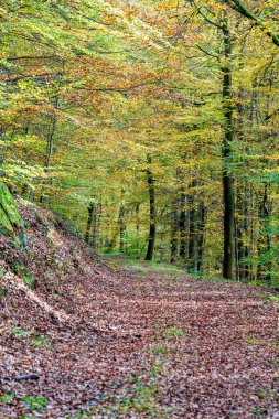 Huzurlu ve sakin bir orman manzarası. Huzurlu bir patika boyunca canlı bir sonbahar yeşilliği sergiler.
