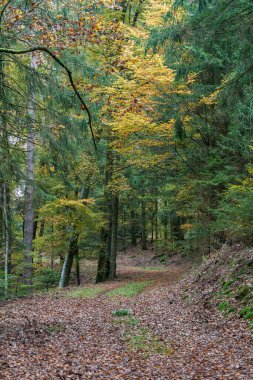 Huzurlu ve sakin bir orman manzarası. Huzurlu bir patika boyunca canlı bir sonbahar yeşilliği sergiler.