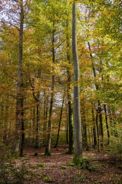 Canlı sonbahar ormanı göz kamaştırıcı renkli yapraklar sergiliyor ve gerçekten sakin bir atmosfer yaratıyor.