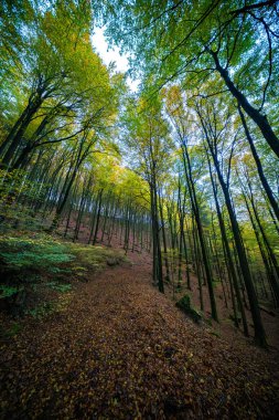 Canlı sonbahar ormanı göz kamaştırıcı renkli yapraklar sergiliyor ve gerçekten sakin bir atmosfer yaratıyor.