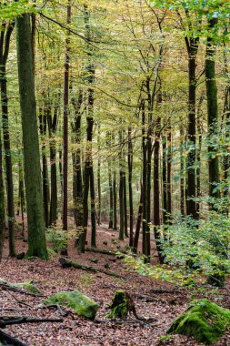 Canlı sonbahar ormanı göz kamaştırıcı renkli yapraklar sergiliyor ve gerçekten sakin bir atmosfer yaratıyor.