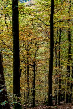 Canlı sonbahar ormanı göz kamaştırıcı renkli yapraklar sergiliyor ve gerçekten sakin bir atmosfer yaratıyor.