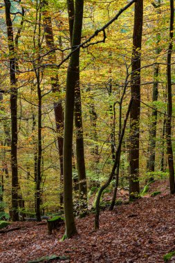 Canlı sonbahar ormanı göz kamaştırıcı renkli yapraklar sergiliyor ve gerçekten sakin bir atmosfer yaratıyor.
