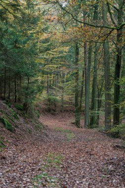 Huzurlu ve sakin bir orman manzarası. Huzurlu bir patika boyunca canlı bir sonbahar yeşilliği sergiler.