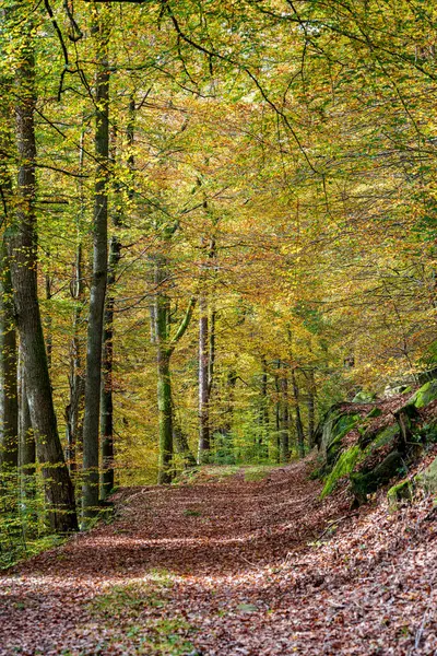 Huzurlu ve sakin bir orman manzarası. Huzurlu bir patika boyunca canlı bir sonbahar yeşilliği sergiler.