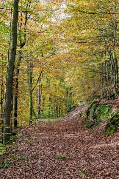 Huzurlu ve sakin bir orman manzarası. Huzurlu bir patika boyunca canlı bir sonbahar yeşilliği sergiler.