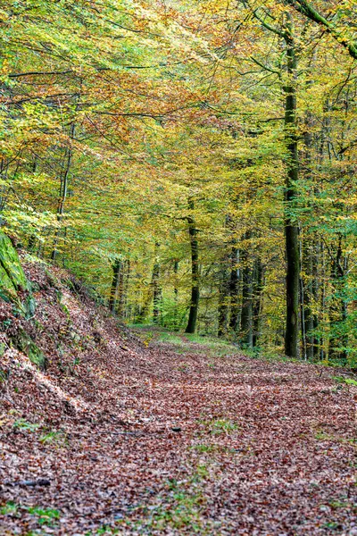 Huzurlu ve sakin bir orman manzarası. Huzurlu bir patika boyunca canlı bir sonbahar yeşilliği sergiler.