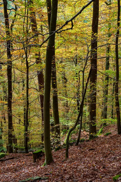 Canlı sonbahar ormanı göz kamaştırıcı renkli yapraklar sergiliyor ve gerçekten sakin bir atmosfer yaratıyor.