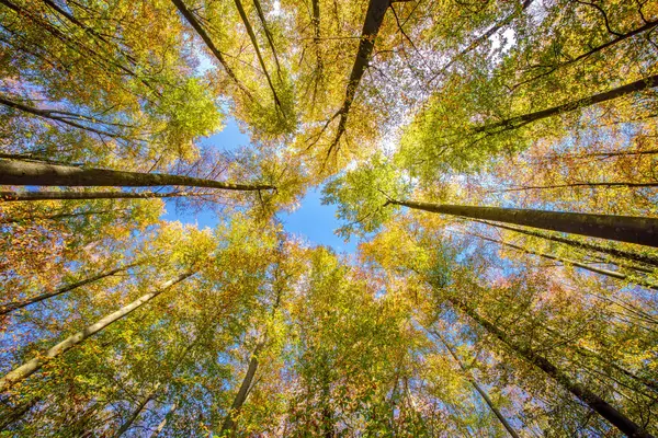 Nefes kesici ve çarpıcı bir manzara canlı, renkli sonbahar yaprakları ve gökyüzüne doğru uzanan uzun ağaçlar.