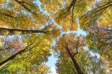 Nefes kesici ve çarpıcı bir manzara canlı, renkli sonbahar yaprakları ve gökyüzüne doğru uzanan uzun ağaçlar.