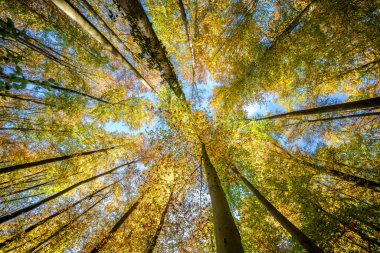 Nefes kesici ve çarpıcı bir manzara canlı, renkli sonbahar yaprakları ve gökyüzüne doğru uzanan uzun ağaçlar.