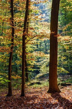 Güzel, sakin bir sonbahar manzarası canlı yapraklar sergiliyor ve yumuşak güneş ışığı ormanlarda usulca süzülüyor.