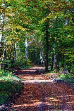 A peaceful and serene forest pathway is blanketed with vibrant autumn leaves, beautifully showcasing natures splendor clipart