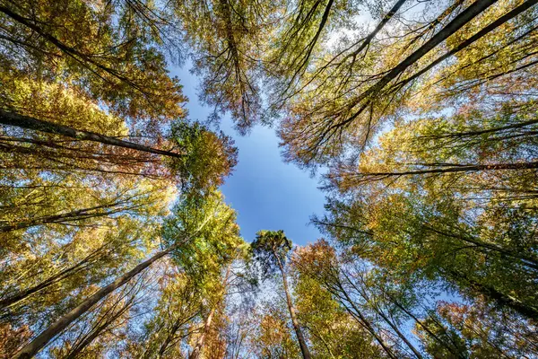 Nefes kesici ve çarpıcı bir manzara canlı, renkli sonbahar yaprakları ve gökyüzüne doğru uzanan uzun ağaçlar.