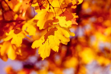 Renkli sonbahar yapraklarının nefes kesici ve çarpıcı görüntüsü, sarı ve kırmızının canlı tonlarını sergiliyor.
