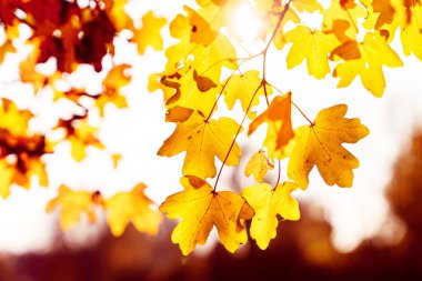 Renkli sonbahar yapraklarının nefes kesici ve çarpıcı görüntüsü, sarı ve kırmızının canlı tonlarını sergiliyor.