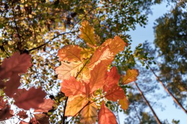 A stunning closeup view of vibrant and colorful autumn leaves set against a peaceful, serene forest backdrop clipart