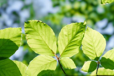 Parlak yeşil yapraklar, sıcacık güneş ışığıyla güzelce aydınlatılmış, doğanın çarpıcı güzelliğini ve canlılığını sergiliyor.