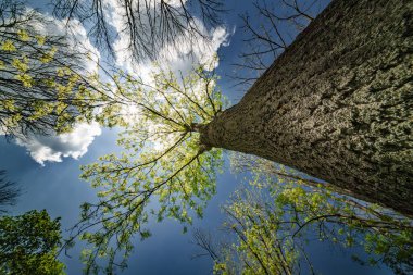 Ağaç dallarının çarpıcı ve çarpıcı görüntüsü yumuşak bulutlarla dolu açık mavi gökyüzüne doğru zarif bir şekilde uzanır.