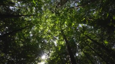 Titizlikle çevreleyen, dingin bir orman içinde canlı yeşil yapraklarla çevrili, nefes kesici bir ağaç manzarası.