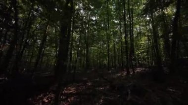 Titizlikle çevreleyen, dingin bir orman içinde canlı yeşil yapraklarla çevrili, nefes kesici bir ağaç manzarası.