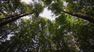 Yumuşak güneş ışığının yeşil yapraklar ve yerdeki kurumuş yaprakların arasından aktığı sakin bir orman sahnesi.