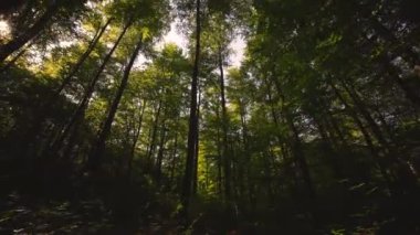 Beraberinde açık mavi gökyüzünün altında canlı yeşil yapraklar eşliğinde yükselen ağaçların nefes kesen manzarası.