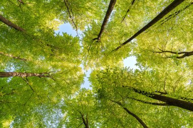 Bu huzurlu orman atmosferinde bulunan yemyeşil yaprakları ve yükselen ağaçları keşfetmek için bir dakikanızı ayırın.