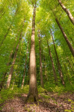 Bu huzurlu orman atmosferinde bulunan yemyeşil yaprakları ve yükselen ağaçları keşfetmek için bir dakikanızı ayırın.