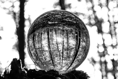 Çarpıcı bir siyah beyaz resim, sakin bir ormanlık alanda ışığı güzel yansıtan küresel bir nesne sergiliyor.