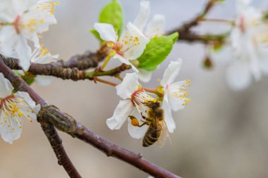 Yakın plan bir fotoğraf beyaz çiçekleri dölleyen bir arıyı yakalar, baharın özünü sembolize eder ve güzelliği simgeler.