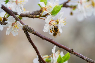 Yakın plan bir fotoğraf beyaz çiçekleri dölleyen bir arıyı yakalar, baharın özünü sembolize eder ve güzelliği simgeler.