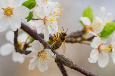 Yakın plan bir fotoğraf beyaz çiçekleri dölleyen bir arıyı yakalar, baharın özünü sembolize eder ve güzelliği simgeler.