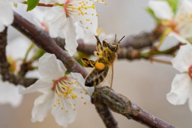 Yakın plan bir fotoğraf beyaz çiçekleri dölleyen bir arıyı yakalar, baharın özünü sembolize eder ve güzelliği simgeler.