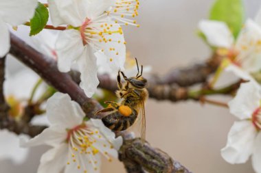 Yakın plan bir fotoğraf beyaz çiçekleri dölleyen bir arıyı yakalar, baharın özünü sembolize eder ve güzelliği simgeler.
