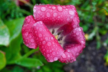 Pembe çiçeğin göz kamaştırıcı bir yakın çekimi ışıl ışıl sabah çiğ taneleriyle süslenmiş, nefis güzellikler sergiliyor.