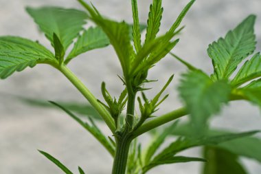 Bu bir kenevir bitkisinin detaylı ve çarpıcı bir yakın çekimi, canlı yeşil yapraklarını ve çeşitli doğa ve botanik çalışmaları ve meraklıları için ideal olan son derece sağlıklı büyüme örüntüsünü sergiliyor.