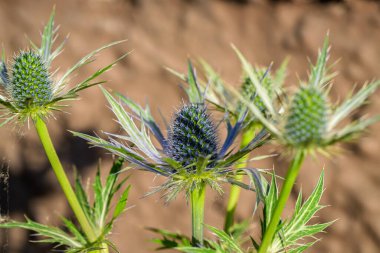 Eşsiz mavi bir devedikeni büyüleyici bir yakın plan görüntüsü çarpıcı renklerini ve karmaşık ayrıntılarını gözler önüne seriyor.
