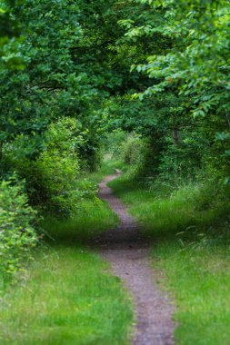 Canlı yeşillikte manzaralı bir patika doğanın güzelliklerini keşfetmeye ve günlük hayattan kaçmaya davet eder.