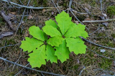 Taze, canlı yeşil yapraklar dingin bir orman ortamında doğanın yenilenmesini güzel bir şekilde sembolize ediyor.