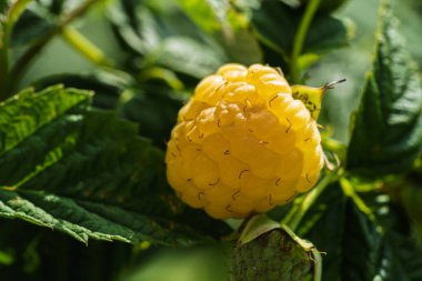 Parlak sarı bir ahududu, yemyeşil bir bitki üzerinde, canlı rengini ve dokusunu vurguluyor.