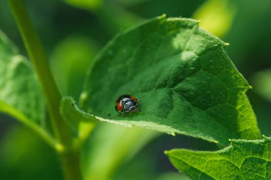 Bir makro çekim canlı bir uğur böceğini yakalar yemyeşil bir yaprağın üzerinde dinlenir, güzelliğini detaylarıyla gösterir.