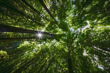 Güneş ışığının nefes kesici manzarası yukarıdaki yoğun, yemyeşil orman gölgesinde güzel bir şekilde akıyor.
