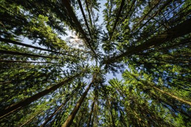 Nefes kesen bir perspektif, üzerinde canlı mavi bir gökyüzü tarafından güzel çerçevelenmiş, yükselen ağaçlar.