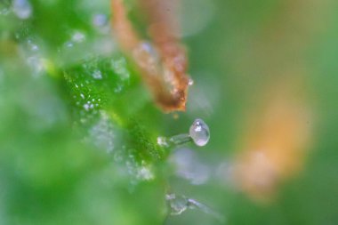 Doğada bulunan parlak su damlacıkları ve canlı yeşilliklerin bir karışımını güzelce gösteren yakın plan bir resim.