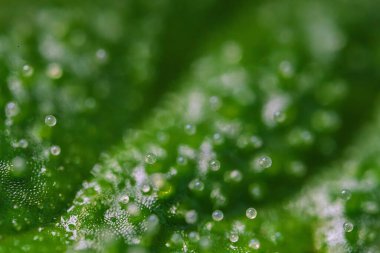 Göz kamaştırıcı bir makro çekim, canlı yeşil yapraklar üzerinde dinlenen narin çiğ damlacıklarını güzelce sergiliyor.