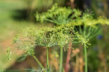 Bir dereotunun canlı yakın plan görüntüsü ustalıkla eşsiz sarı buket çiçeğimsi umbel yapısını sergiliyor.