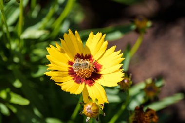 Parlak sarı bir çiçekten polen toplayan bir arının yakından çekilmiş fotoğrafı, inanılmaz güzellikte.