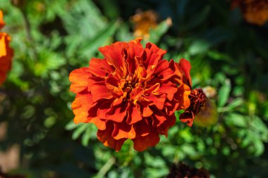 Göz kamaştırıcı kadife çiçeği yemyeşil bir zemin üzerine sergilenen canlı turuncu yapraklar.